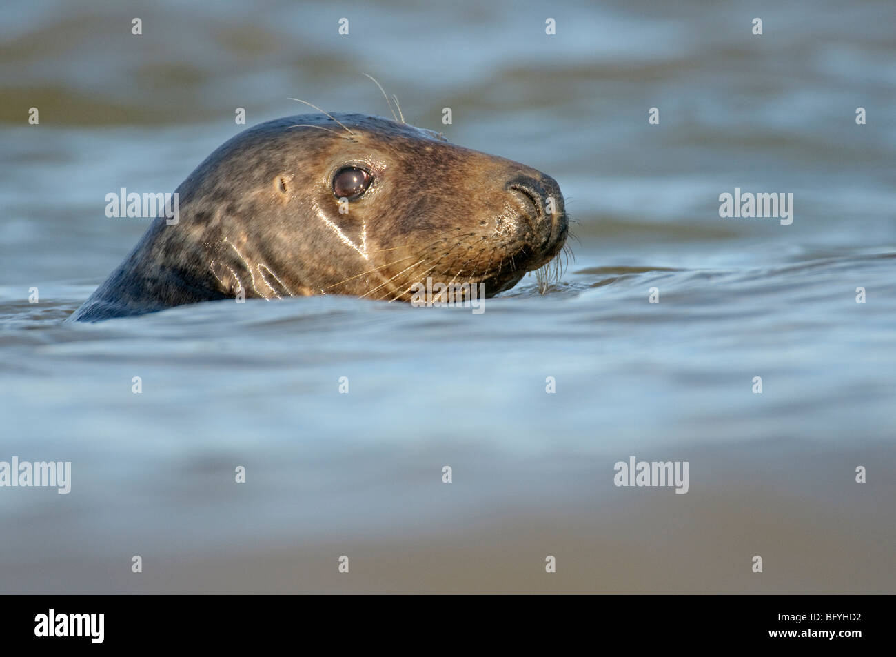 Atlantic grey seal Halichoerus grypus. Norfolk. Stock Photo