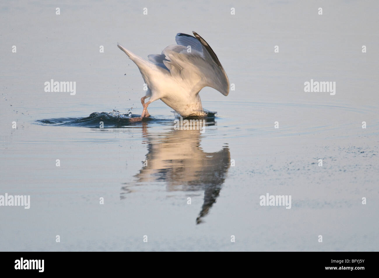Herring gull Larus argentatus winter adult plunging for shore crabs. Norfolk. Stock Photo