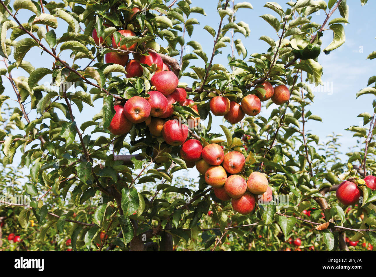 Apple orchard, red apples on the tree Stock Photo - Alamy