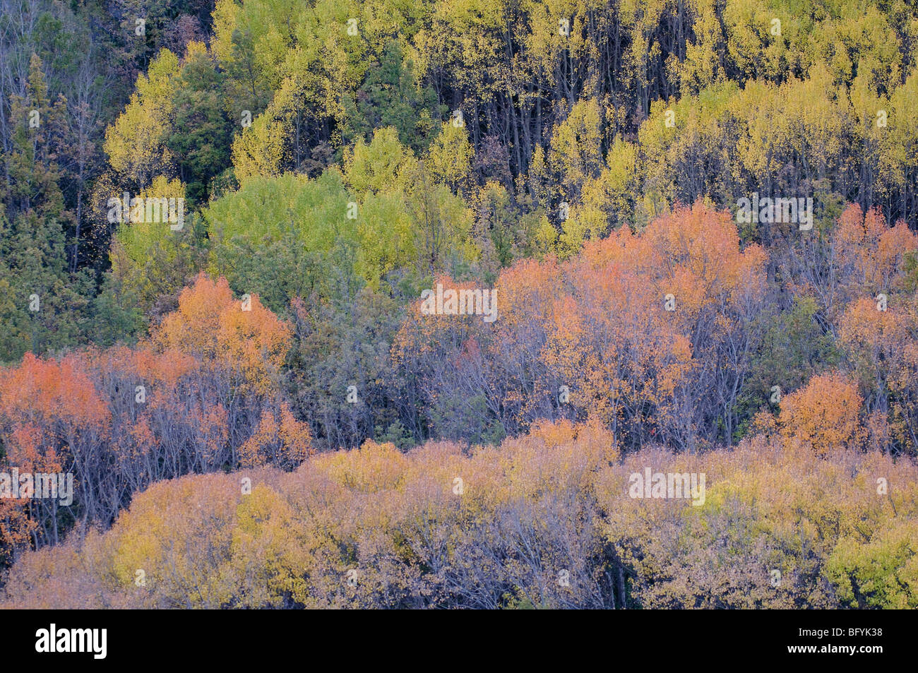 Autumn colours in aspen Populus tremula woodland. Catalonian Pyrenees, Spain. Stock Photo