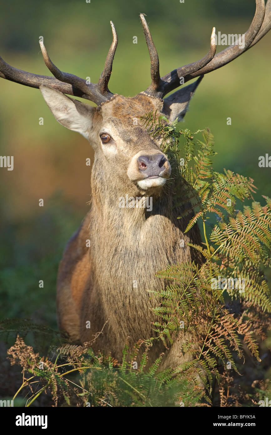 Red deer Cervus elephas stag in rut. Surrey, England. Stock Photo