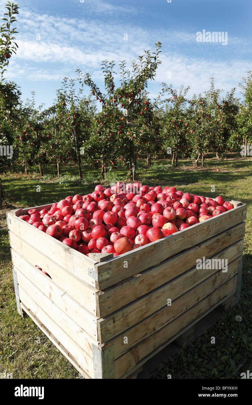 Apple orchard, box with freshly picked red apples Stock Photo Alamy