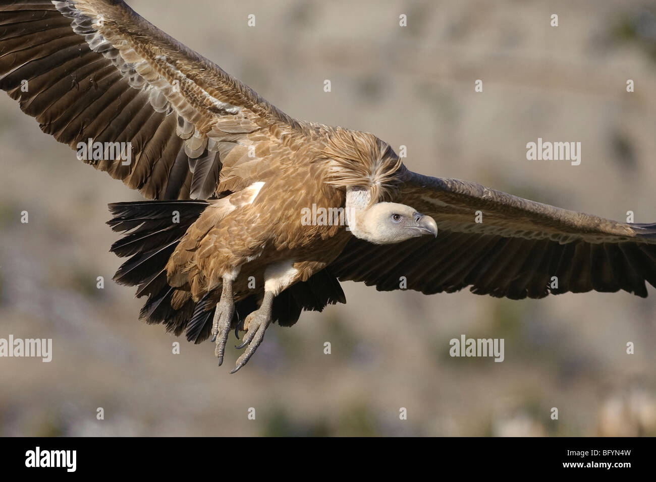 Griffon vulture Gyps fulvus adult in flight. Catalonian Pyrenees, Spain. Stock Photo