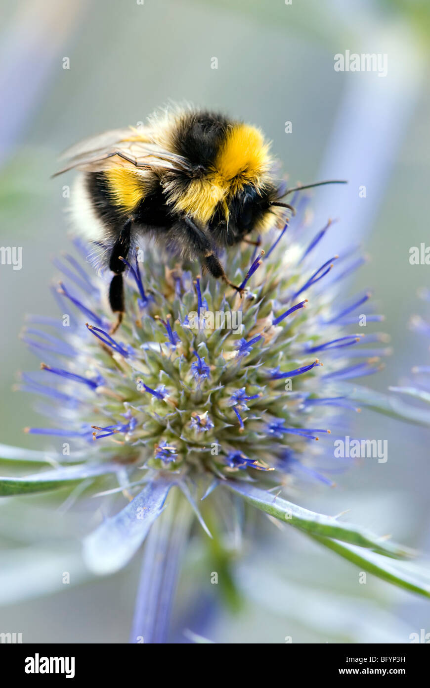 White tailed bumble bee feeding on a sea holly flower with out of focus background Stock Photo