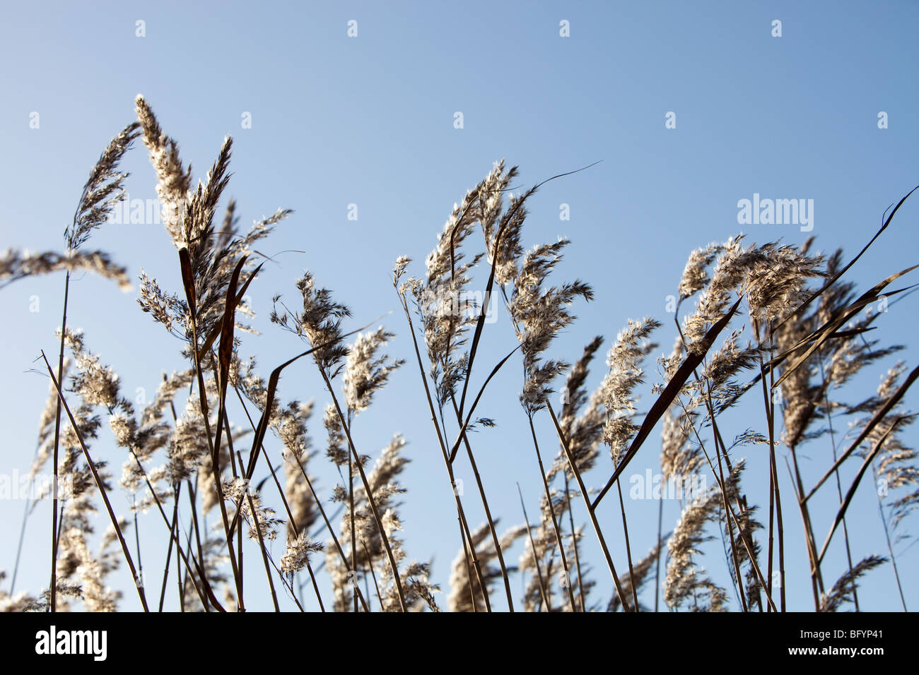 Leighton moss rspb reserve hi-res stock photography and images - Alamy