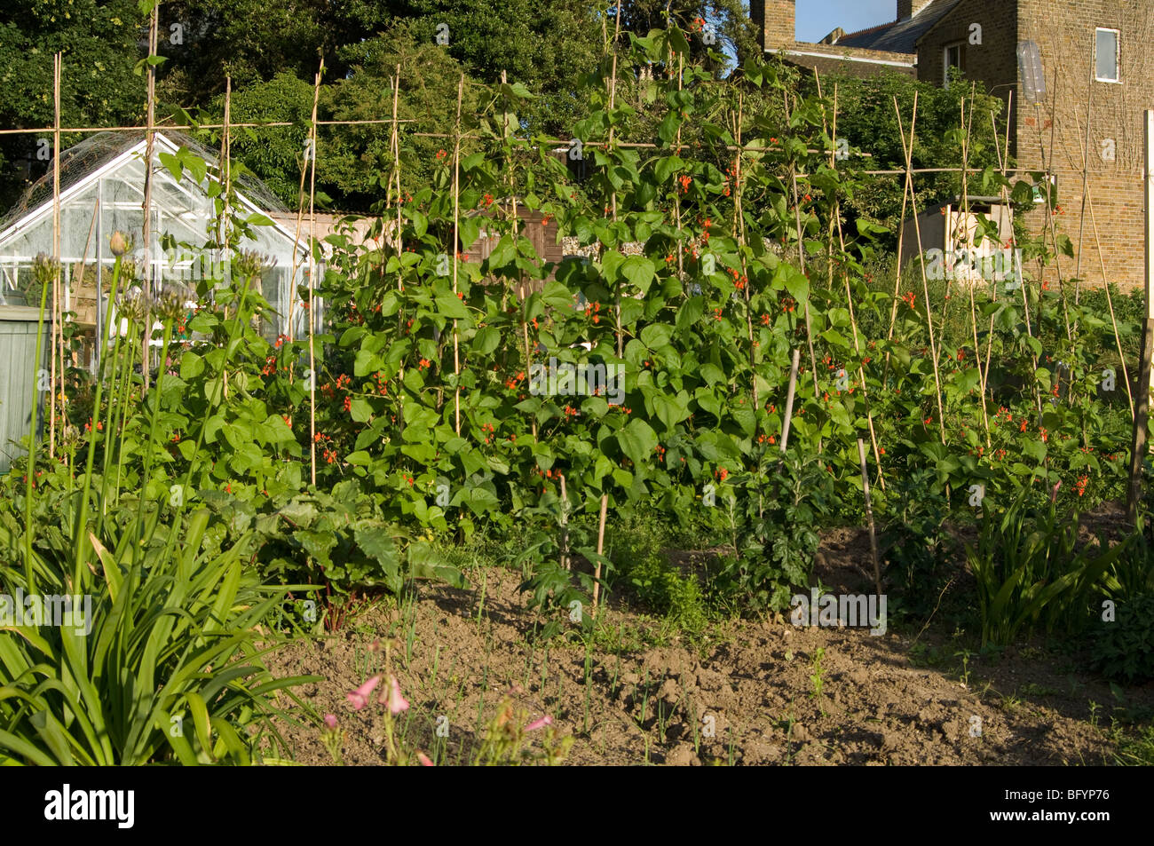 Runner beans growing up bamboo canes on an allotment plot Stock Photo ...