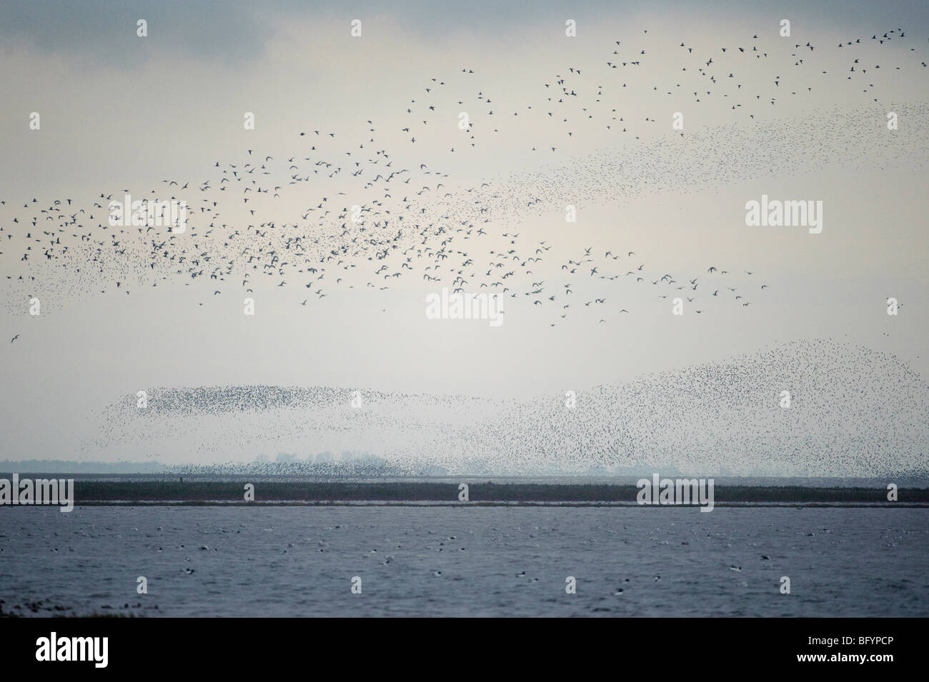 Flock of red knot Calidris canutus in flight over the Wash at high water. Snettisham RSPB reserve, Norfolk. Stock Photo