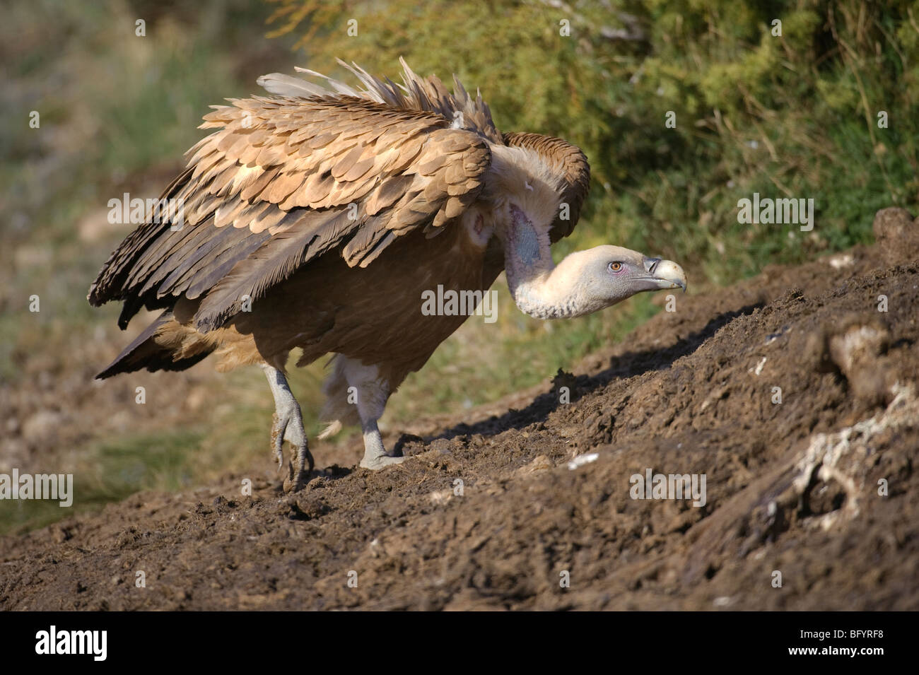 Griffon vulture Gyps fulvus adult. Catalonian Pyrenees, Spain. Stock Photo