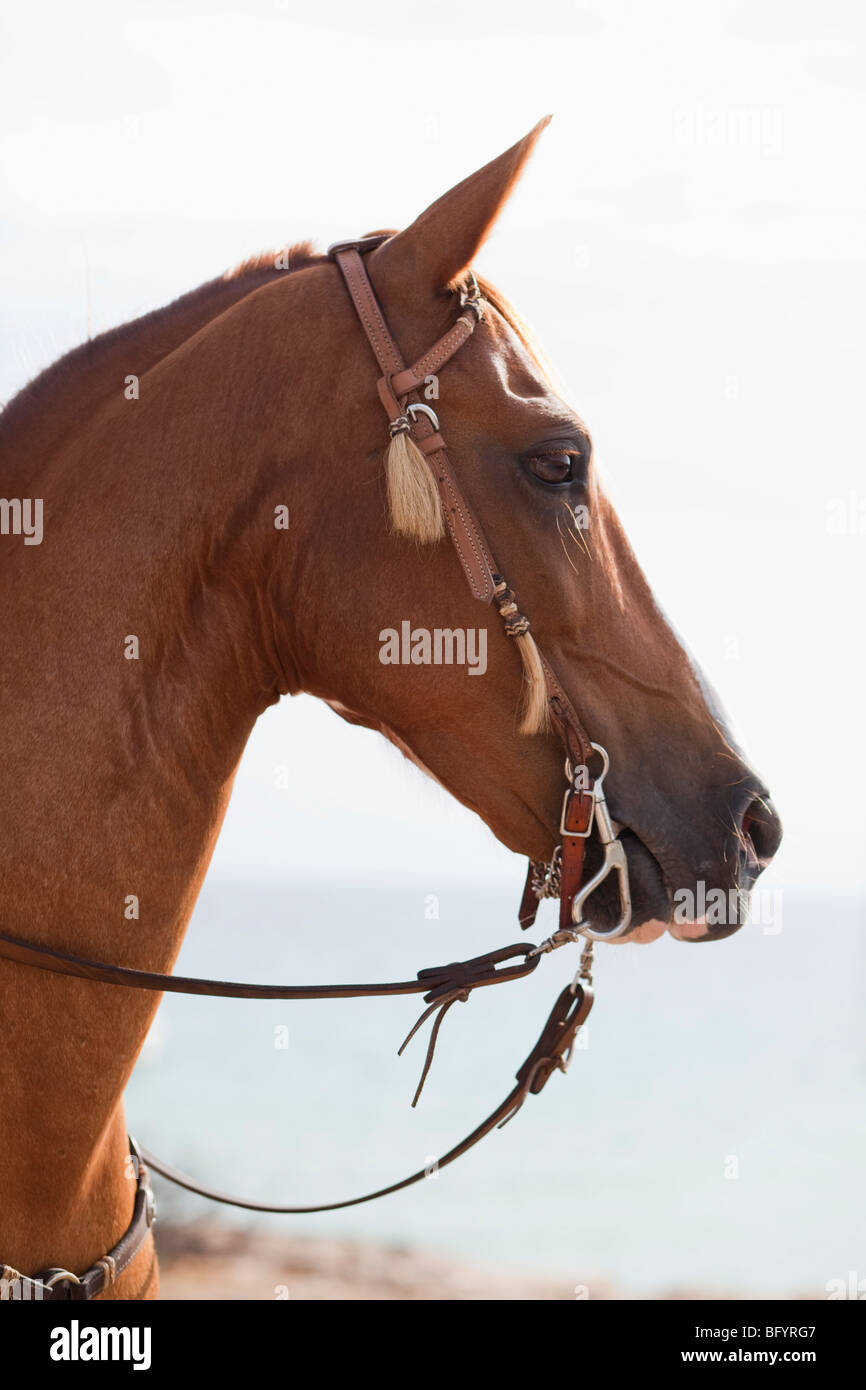 horse looking into distance Stock Photo
