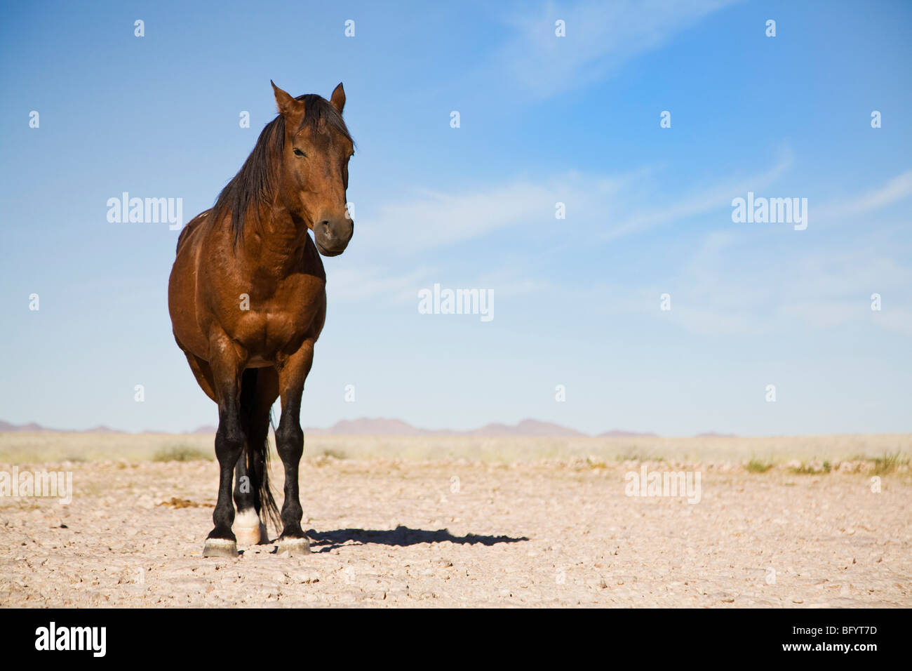 Wild horse, horse of the former German Schutztruppe protection troops in Namibia, Africa Stock Photo