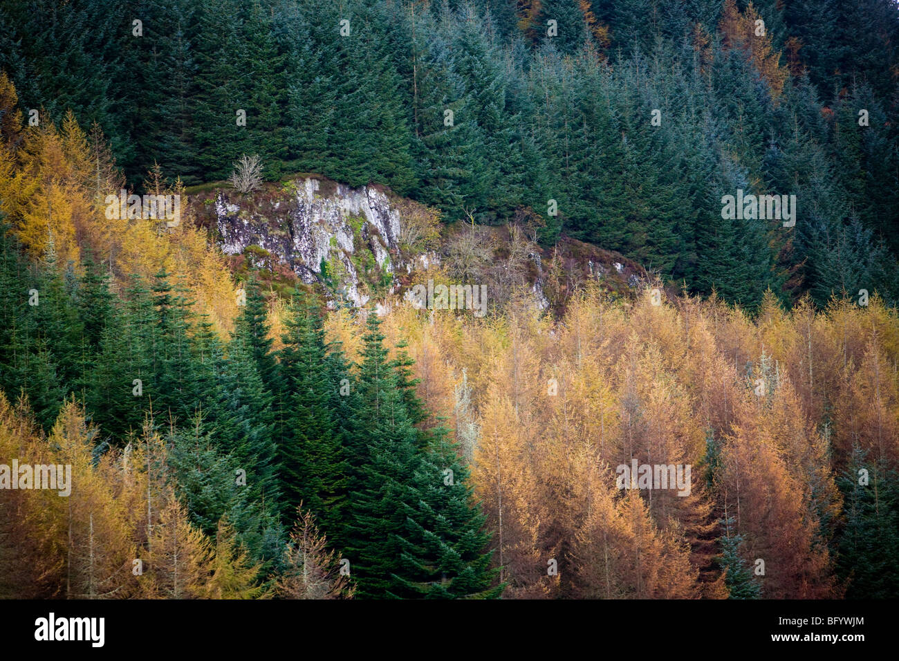 Forestation on the West Shore of Oude Dam, Argyll & Bute, Scotland Stock Photo