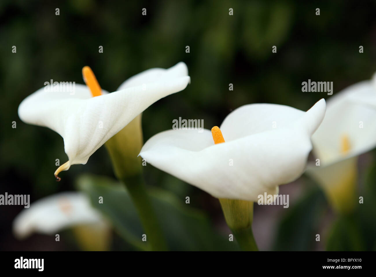 Lillies of the field hi-res stock photography and images - Alamy