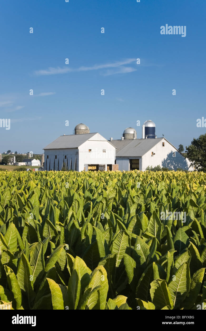 Tobacco crop nearing harvest on an Amish farm in Lancaster County, Pennsylvania Stock Photo