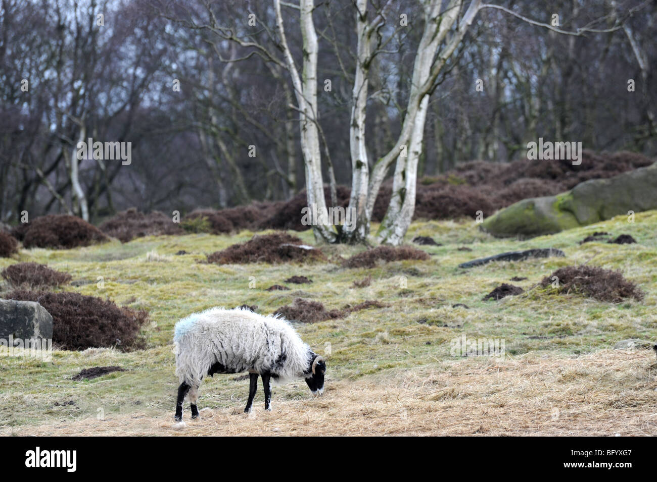 A Sheep feeding on grass in front of a clump of Silver Birch trees, Near Stanton in the Peak Derbyshire Peak District Stock Photo
