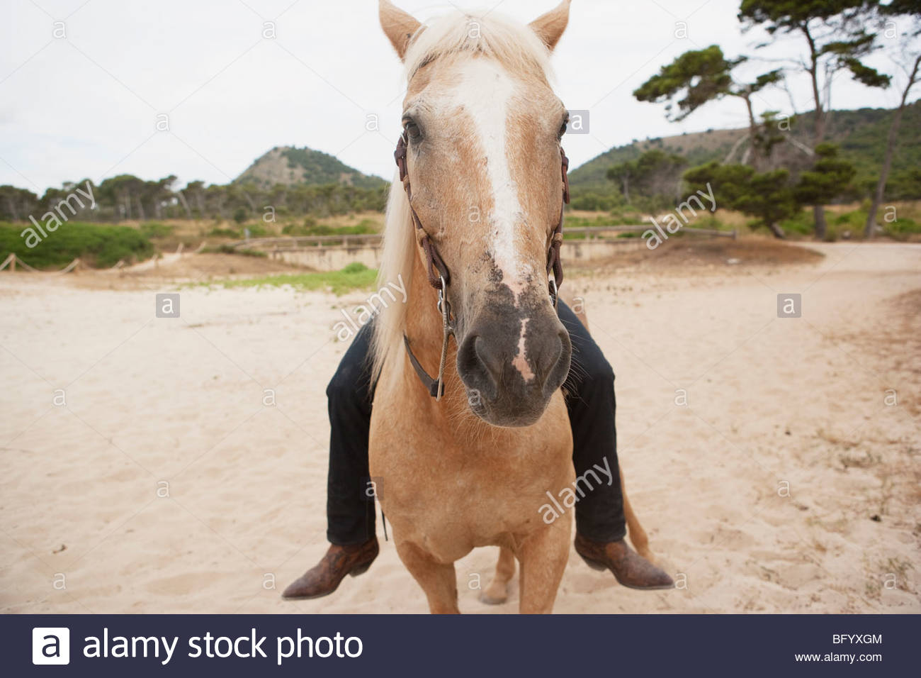 Horse Getting Up Stock Photos & Horse Getting Up Stock Images Alamy