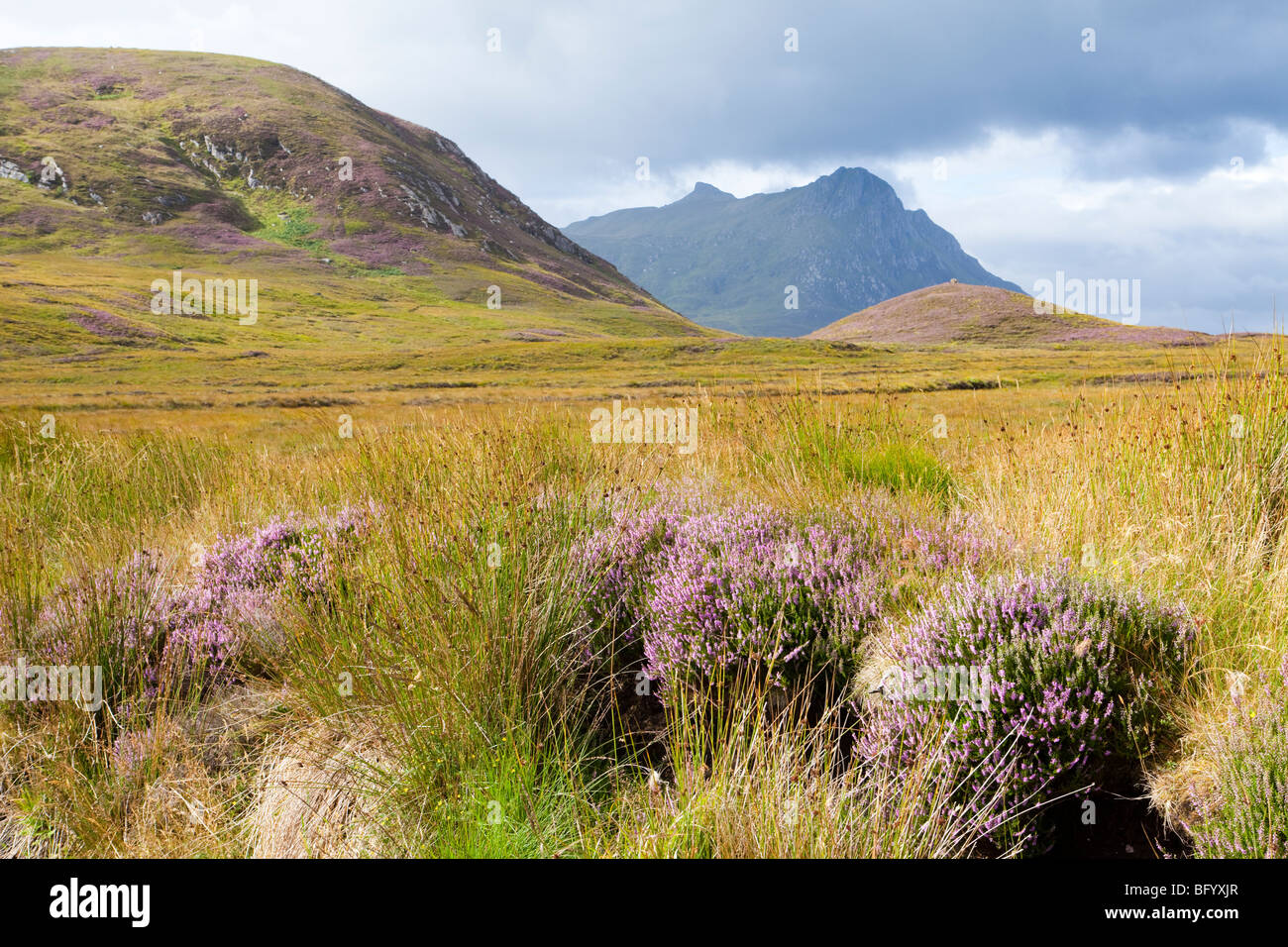 Heather, reeds and sedges on moorland leading up towards Ben Loyal, south of Tongue, Highland, Scotland Stock Photo