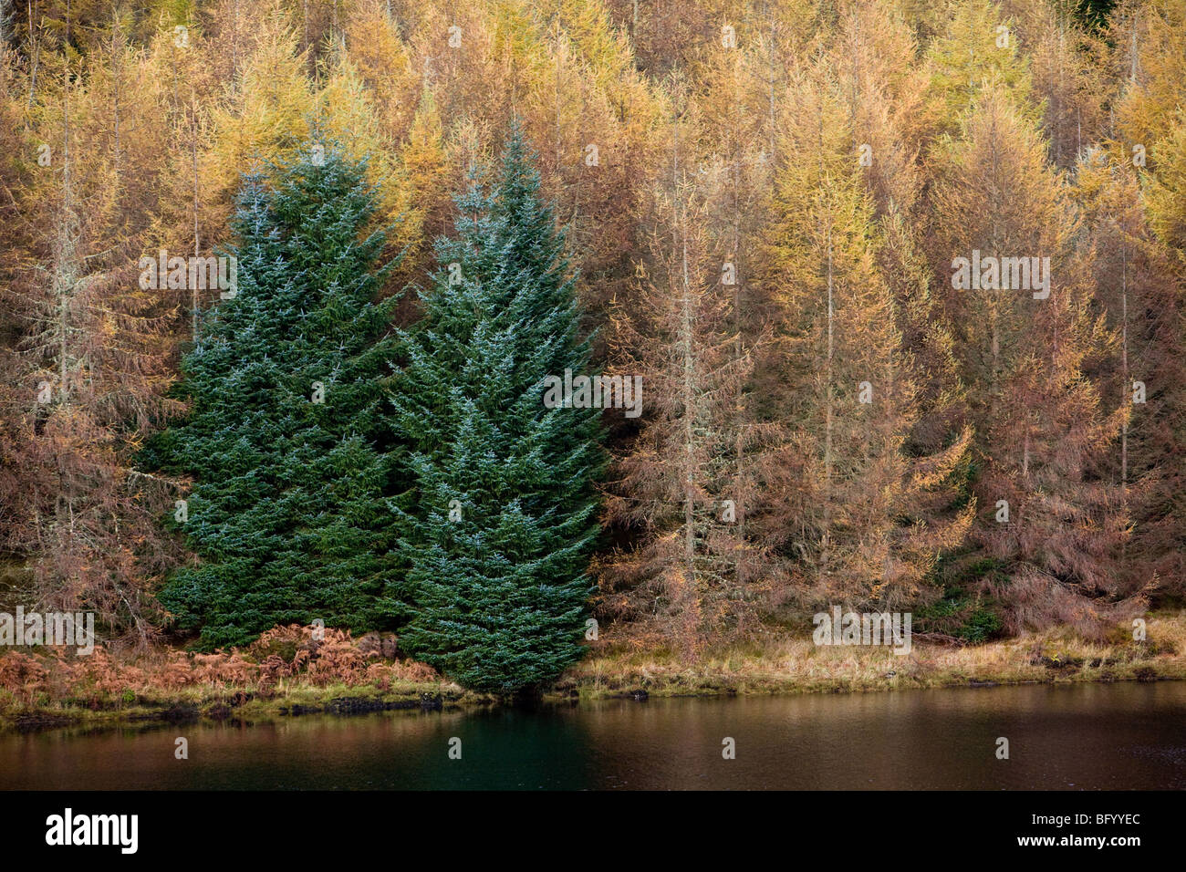 Forestation on the West Shore of Oude Dam, Argyll & Bute, Scotland Stock Photo