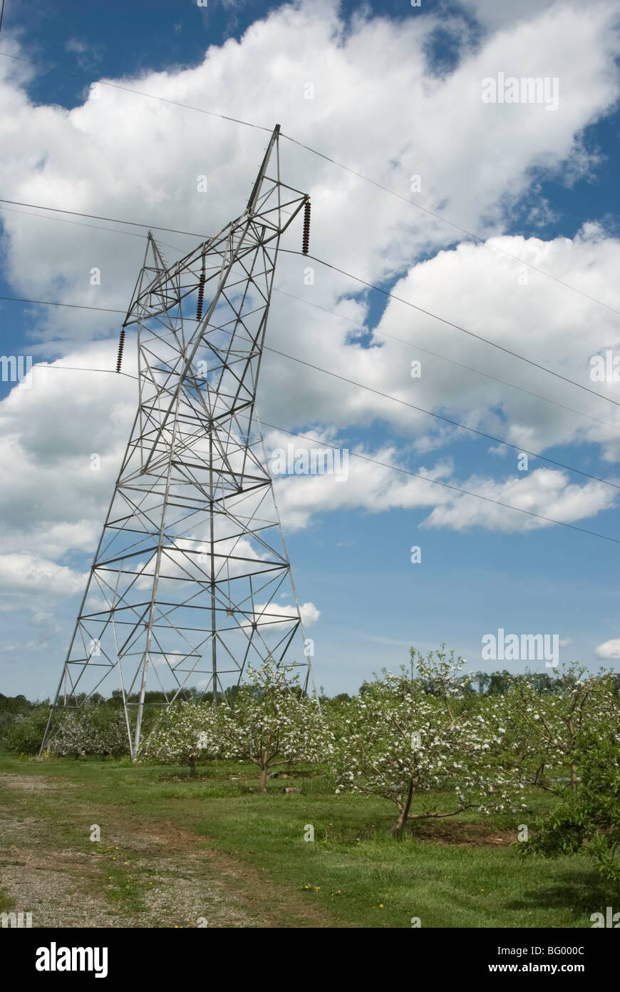High tension electrical distribution lines set in a spring apple orchard with blossoms, Pennsylvania, USA. Stock Photo