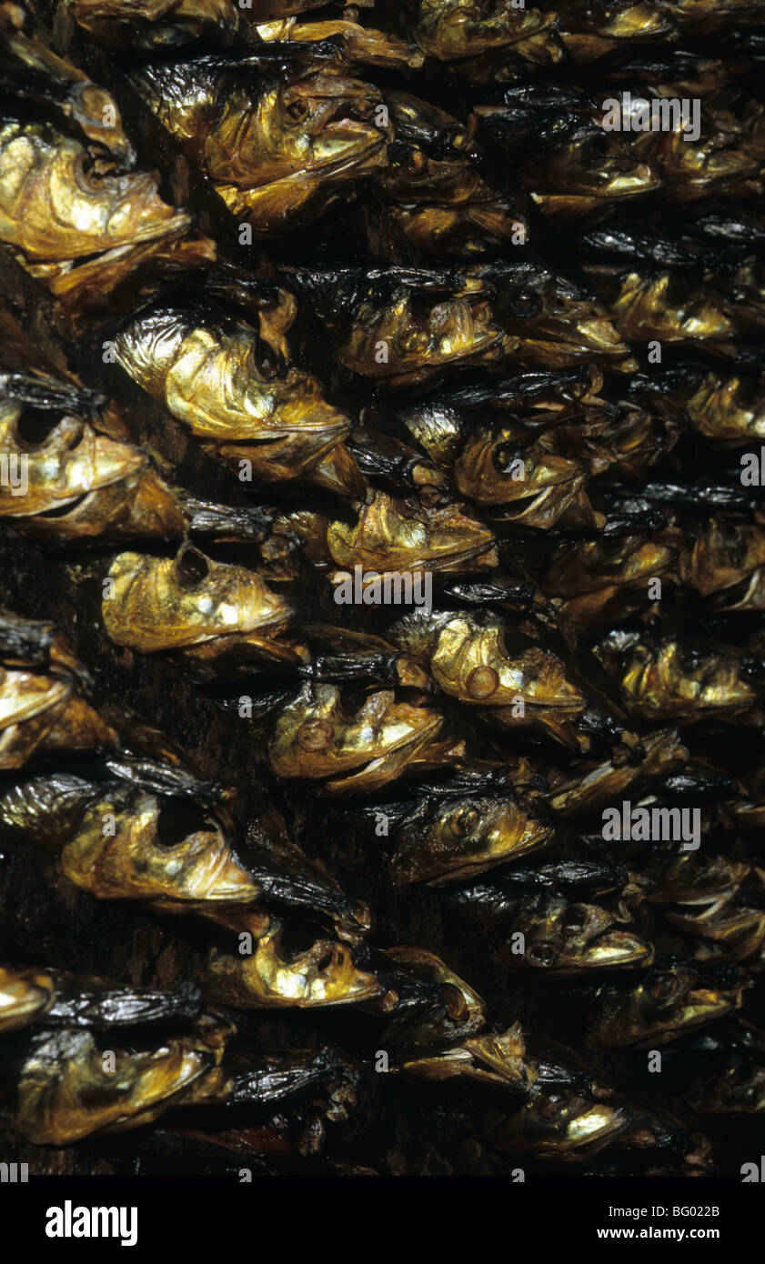Heads of Smoked Fish In Smoke House Stock Photo Alamy