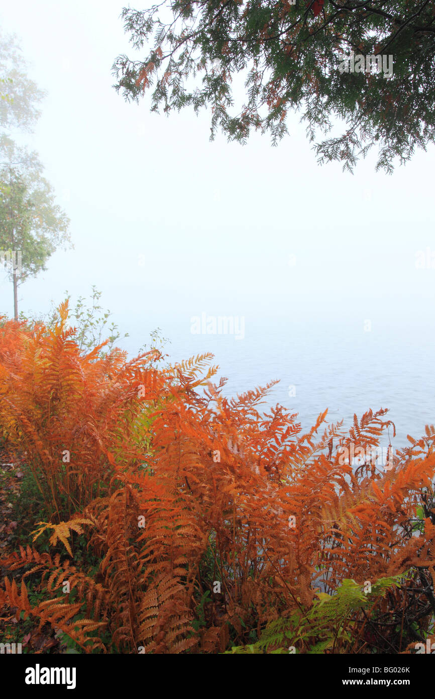 Ferns, Blue Mountain Lake, Adirondacks, New York Stock Photo Alamy