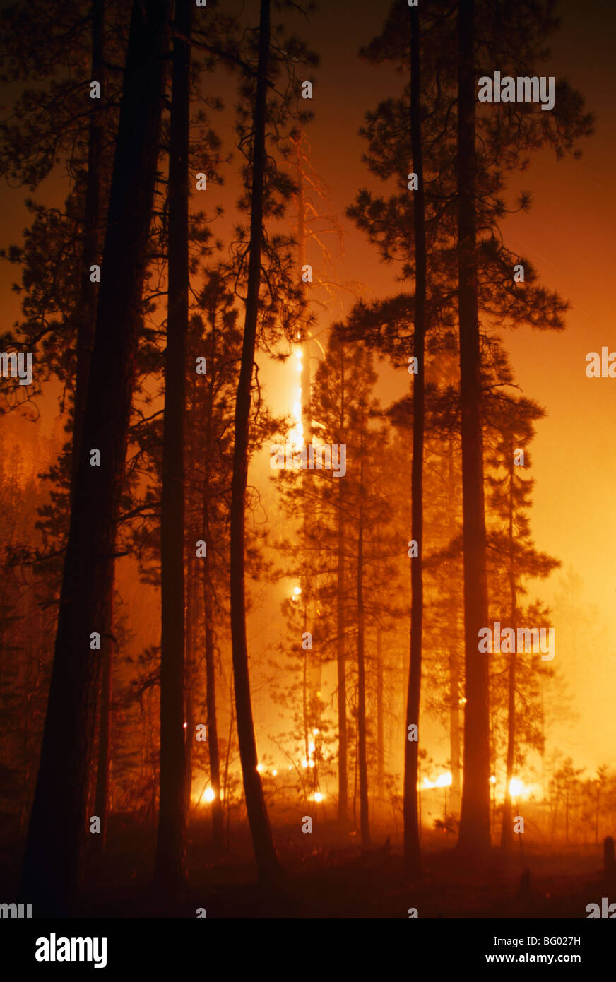 Prescribed fire in ponderoase pine forest (Pinus ponderosa), Jemez Mountains, New Mexico, USA Stock Photo