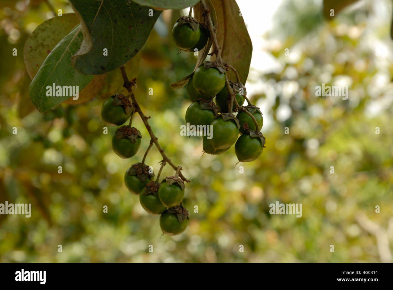 Unripe Murici (Byrsonima verbacifolia ) fruit on bush Stock Photo