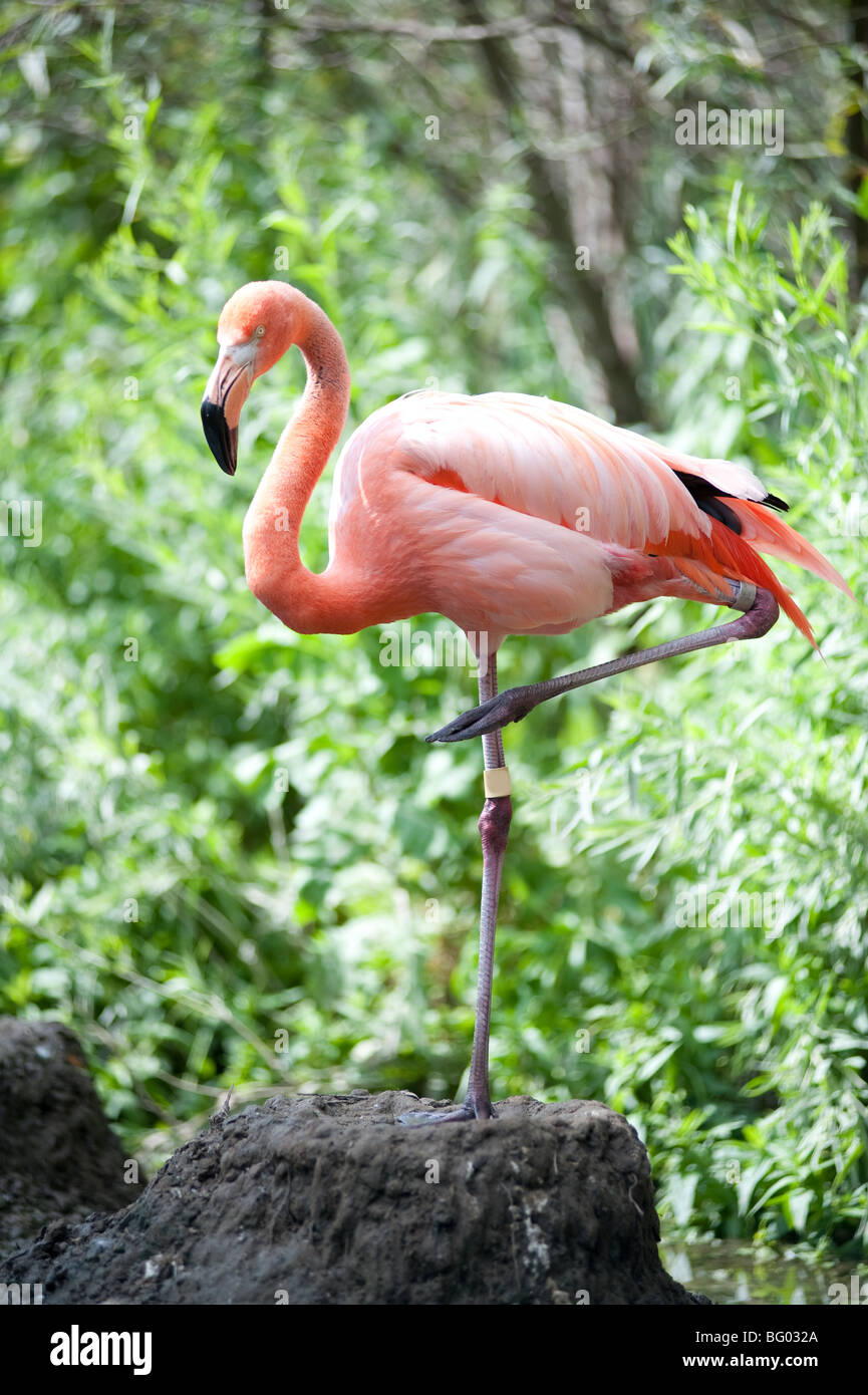 flamingo legs and feet flamingo legs and feet