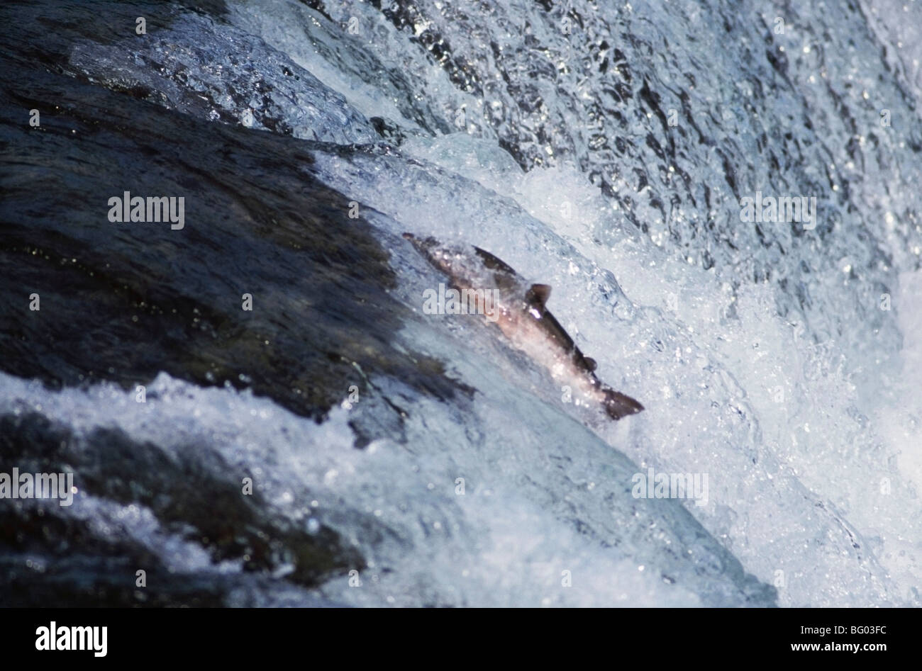 Salmon ascending waterfall, Katami National Park, Alaska Stock Photo