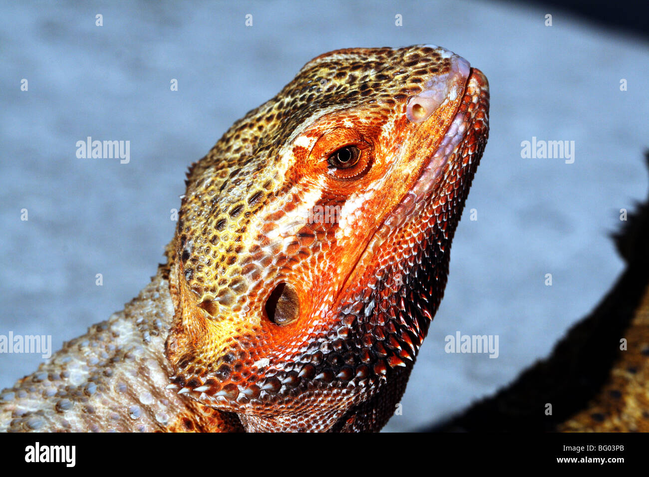 Austrailian Red Bearded Dragon Pogona vitticeps Family Agamid Stock Photo