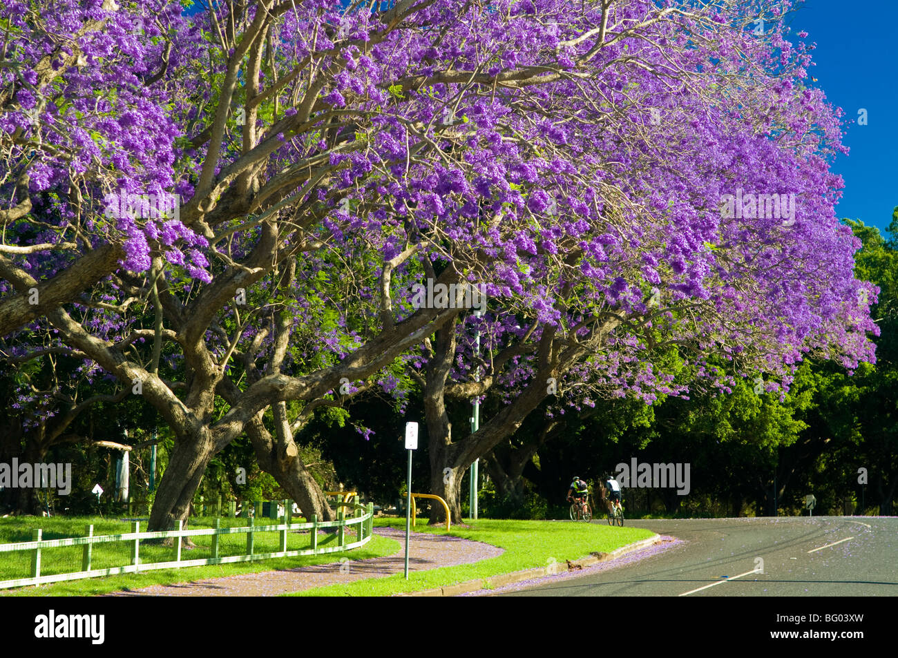 Jacaranda trees in bloom, Queensland, Australia Stock Photo Alamy