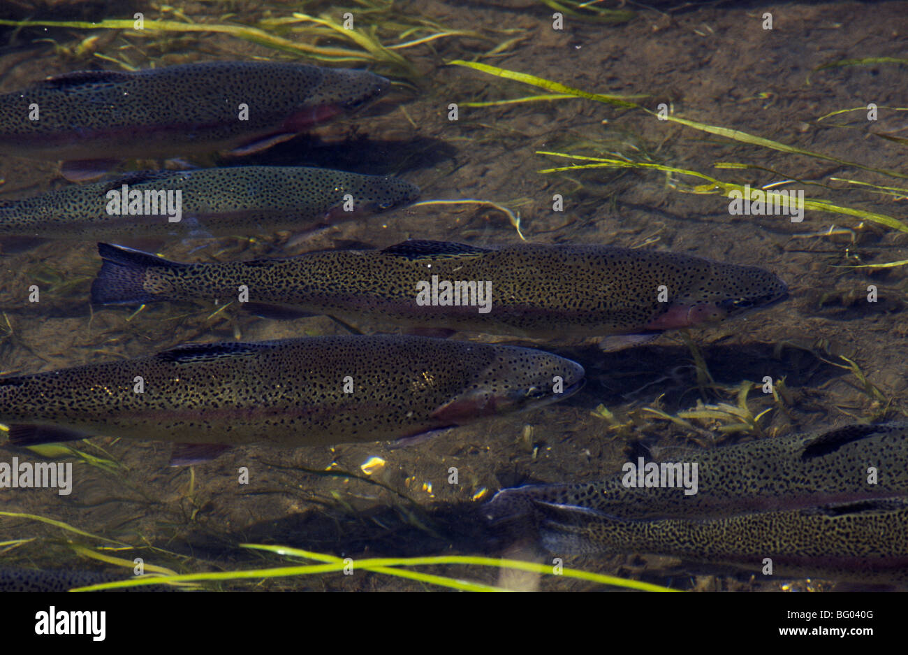 Trout farm, England Stock Photo Alamy