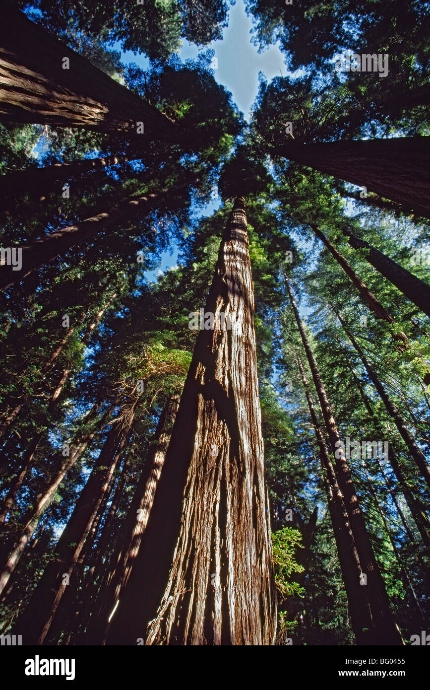 Tall redwood trees in a forest grove, California, USA Stock Photo