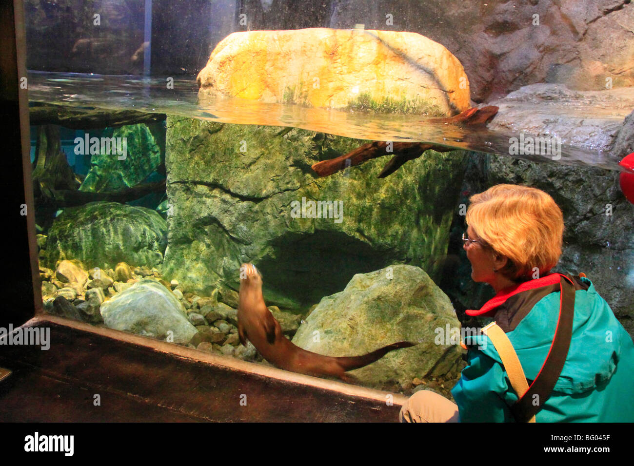 Otter; The Wild Center; Tupper Lake; Adirondacks; New York Stock Photo