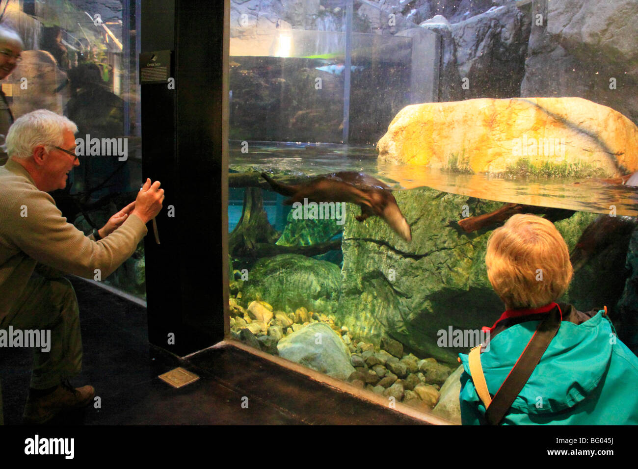Otter; The Wild Center; Tupper Lake; Adirondacks; New York Stock Photo