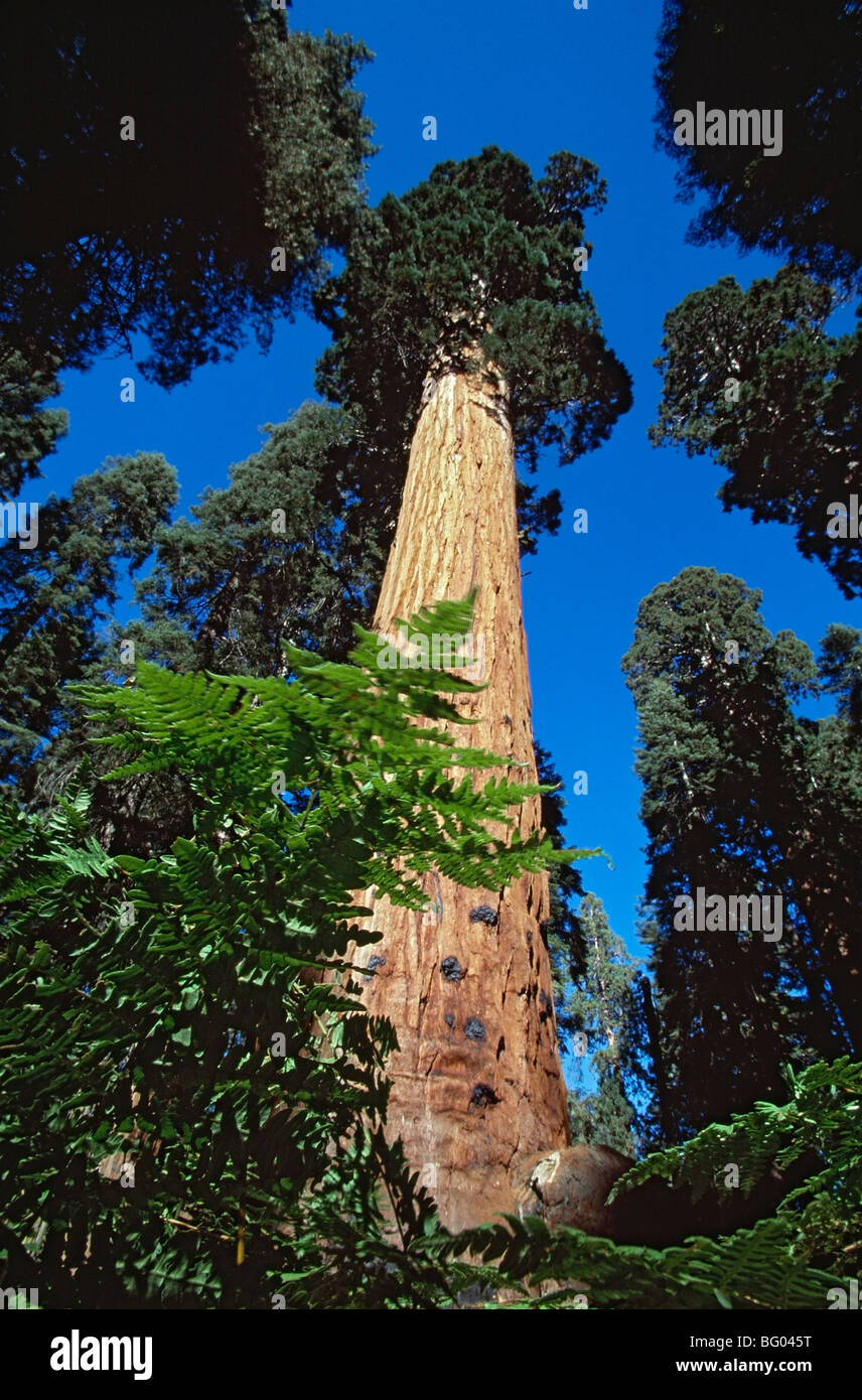 Giant sequoia tree (Sequoiadendron giganteum), Sequoia National Park