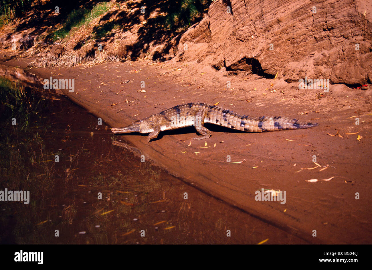 Freshwater crocodile, Australia Stock Photo