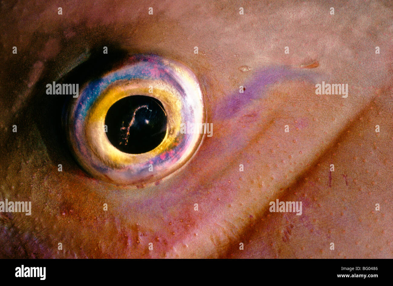 Baldchin groper fish eye Australia Stock Photo