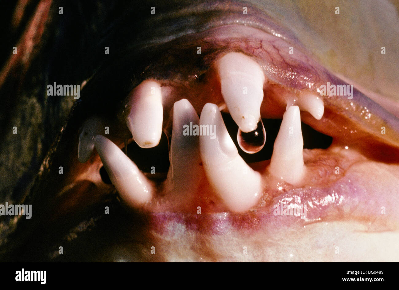 Teeth, Baldchin groper (fish), Australia Stock Photo