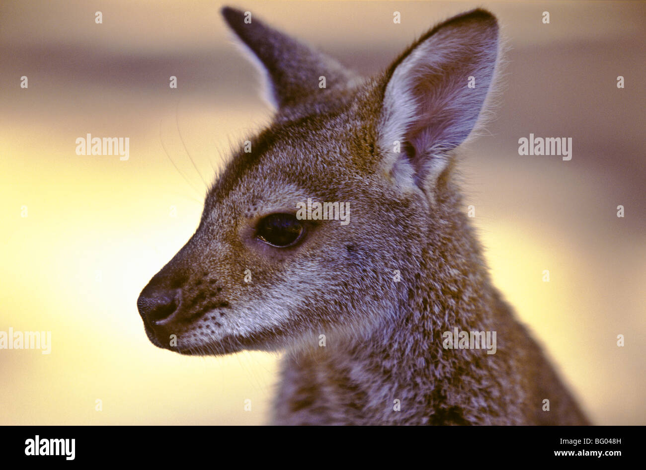 Red Necked Wallaby Australia Stock Photo