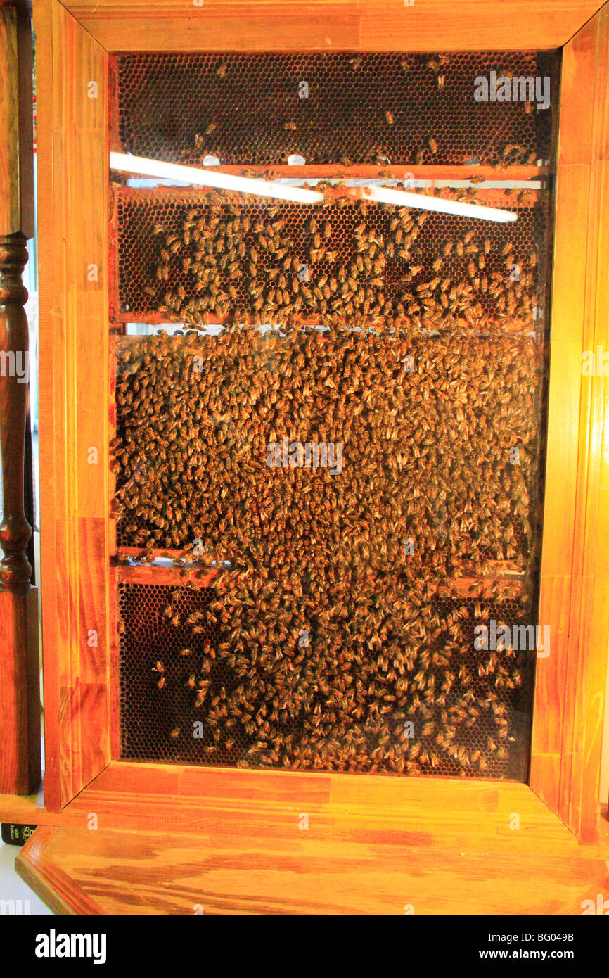 Honey Bee Hive, Lindseys Idyllwood Orchard, Rexford, New York Stock Photo