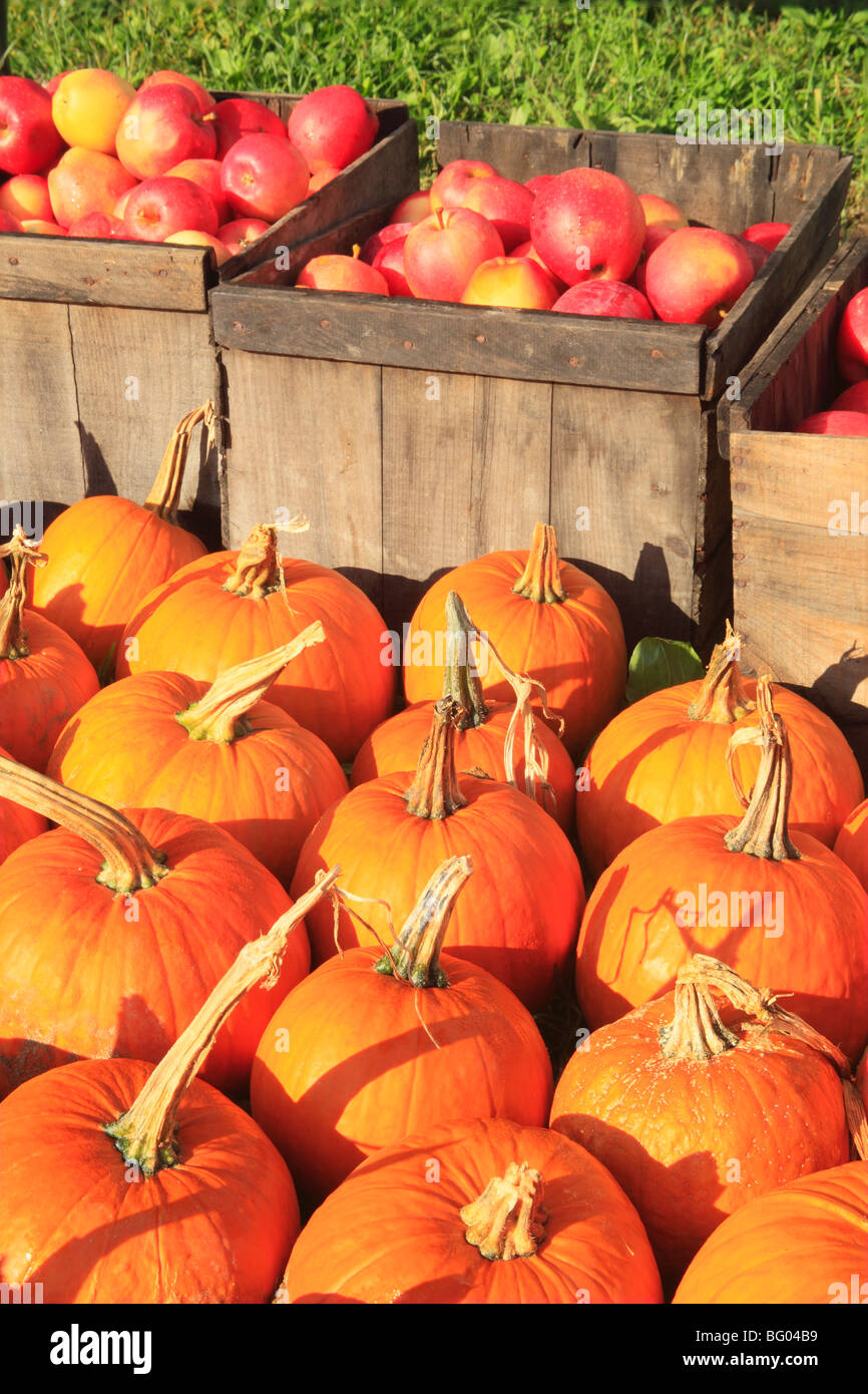 Lindseys Idyllwood Orchard, Rexford, New York Stock Photo