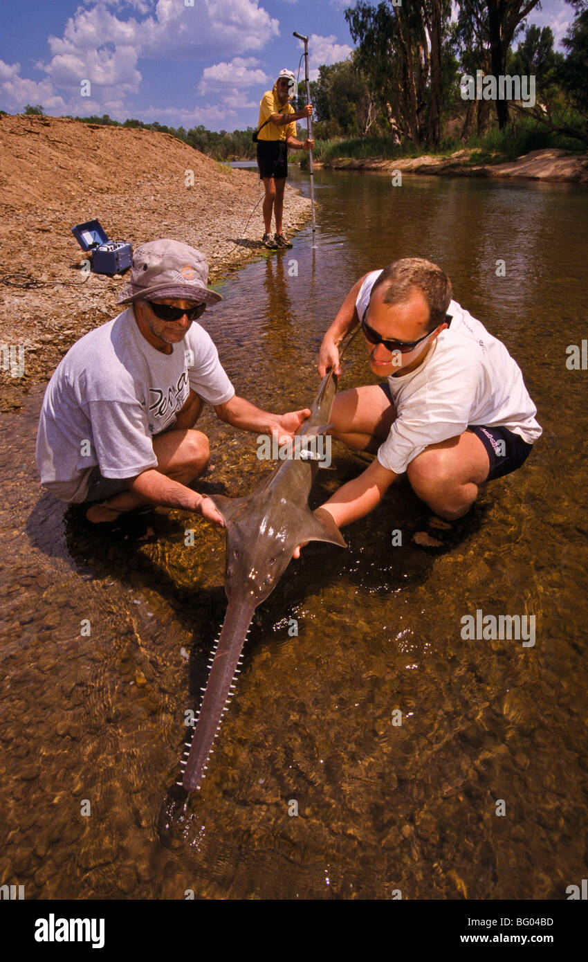 Marine researchers with sawfish, Australia Stock Photo