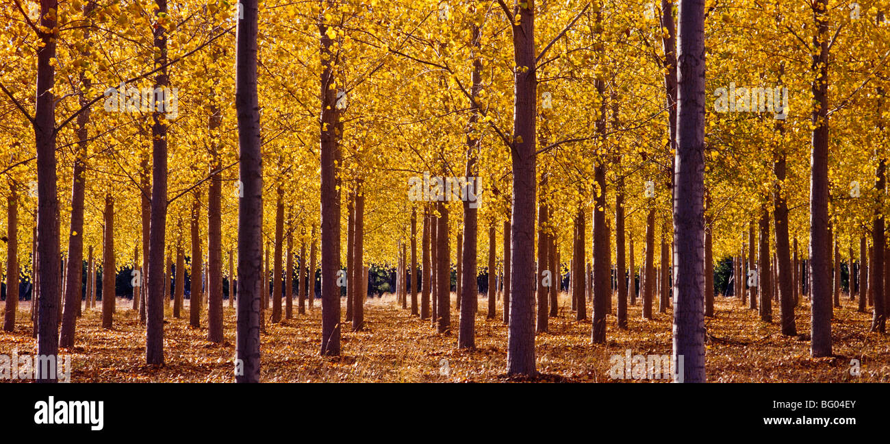 Plantation tall poplar trees hi-res stock photography and images - Alamy