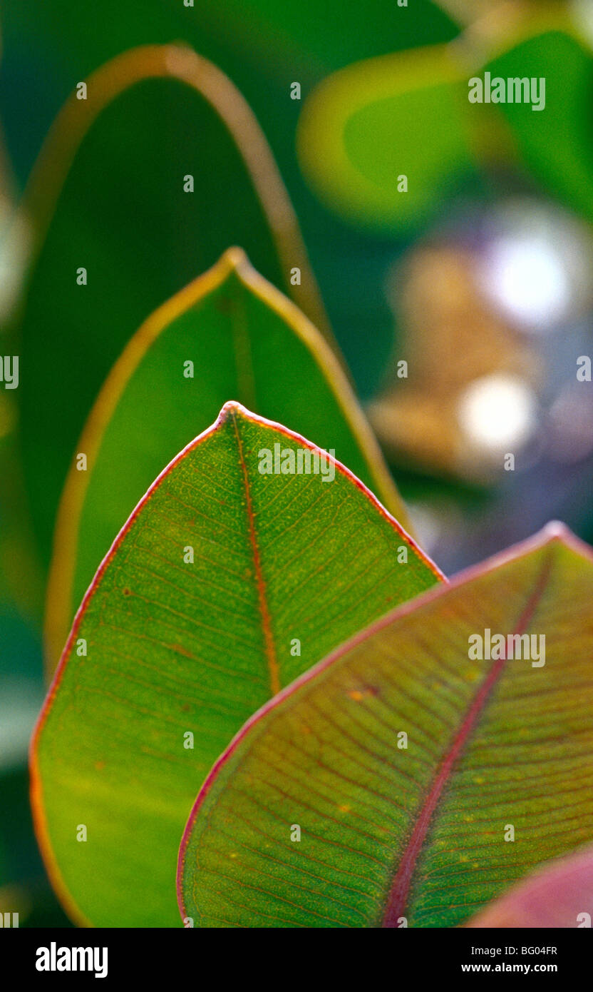 Eucalyptus leaves, Australia Stock Photo Alamy