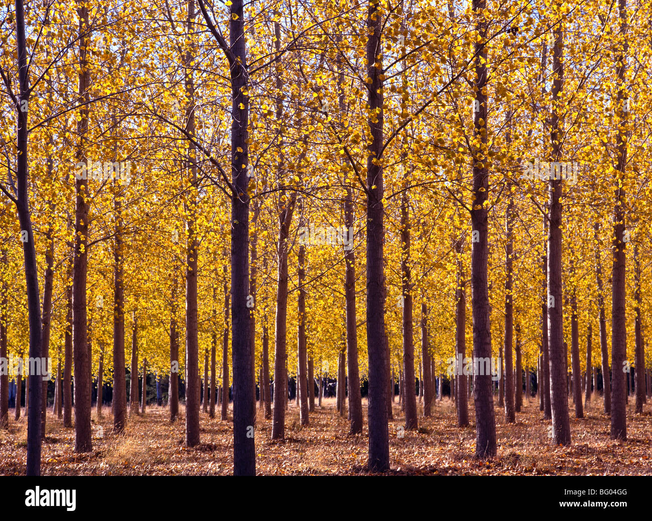 Poplar plantation, Victoria, Australia Stock Photo