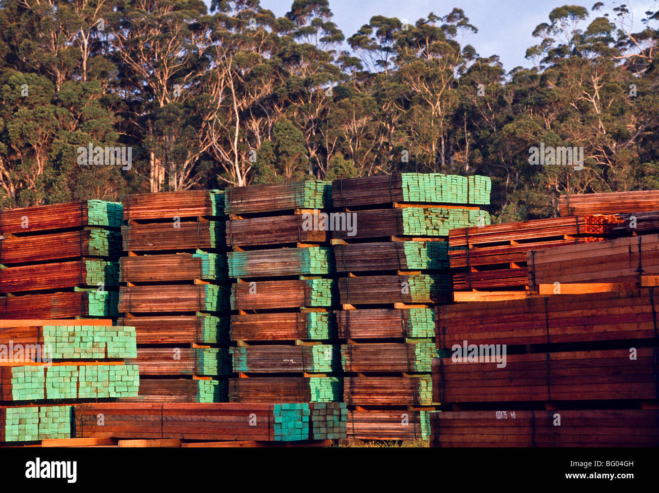 Sawn karri timber, Pemberton, SW Western Australia Stock Photo Alamy