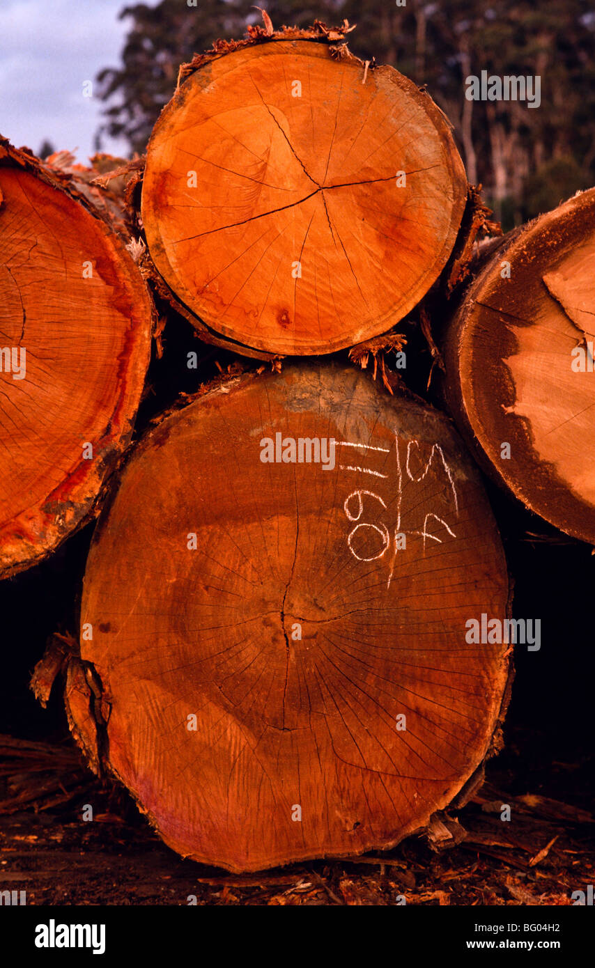 Sawn karri timber, Western Australia Stock Photo Alamy