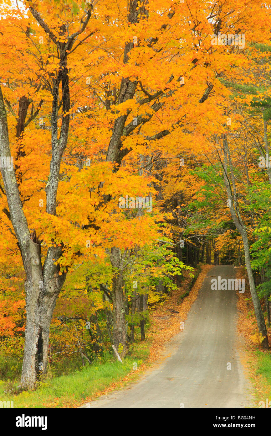 Fall autumn vermont maple tree hi-res stock photography and images - Alamy