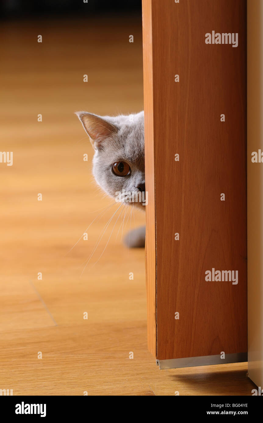 British cat playing hide and seek Stock Photo