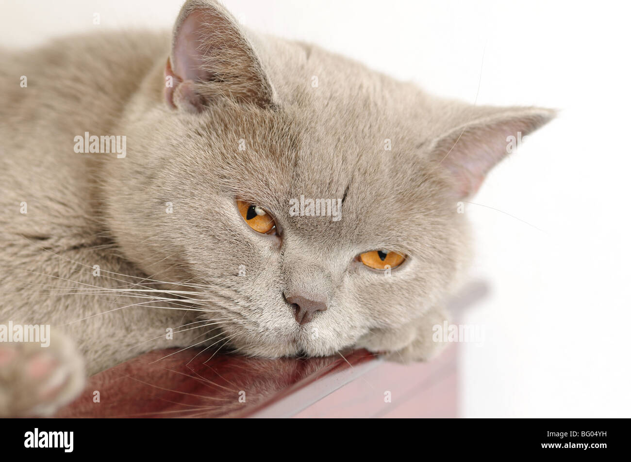 Tired british cat on a white background Stock Photo